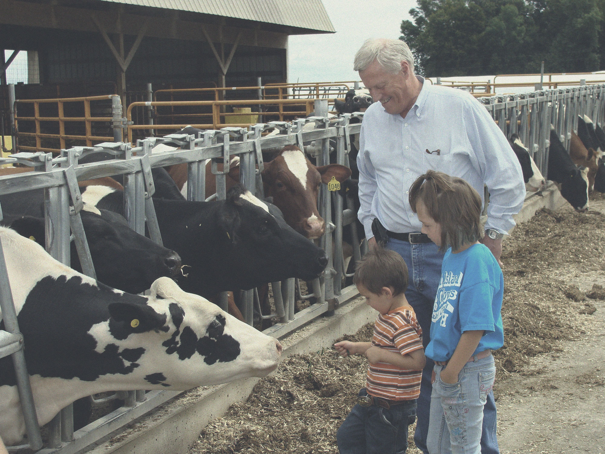 Rep. Collin Peterson on cow farm